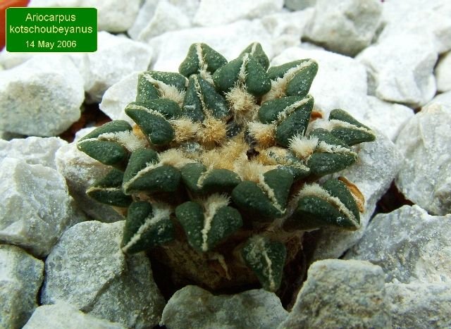 Ariocarpus _kotschoubeyanus_ 01